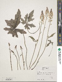 Tiarella cordifolia image