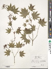 Acer palmatum image