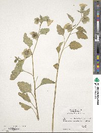 Nicandra physalodes image