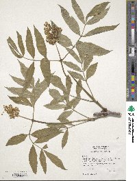 Sambucus racemosa image