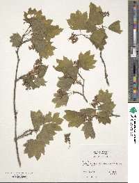 Acer circinatum image