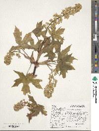 Acer macrophyllum image