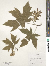 Acer macrophyllum image