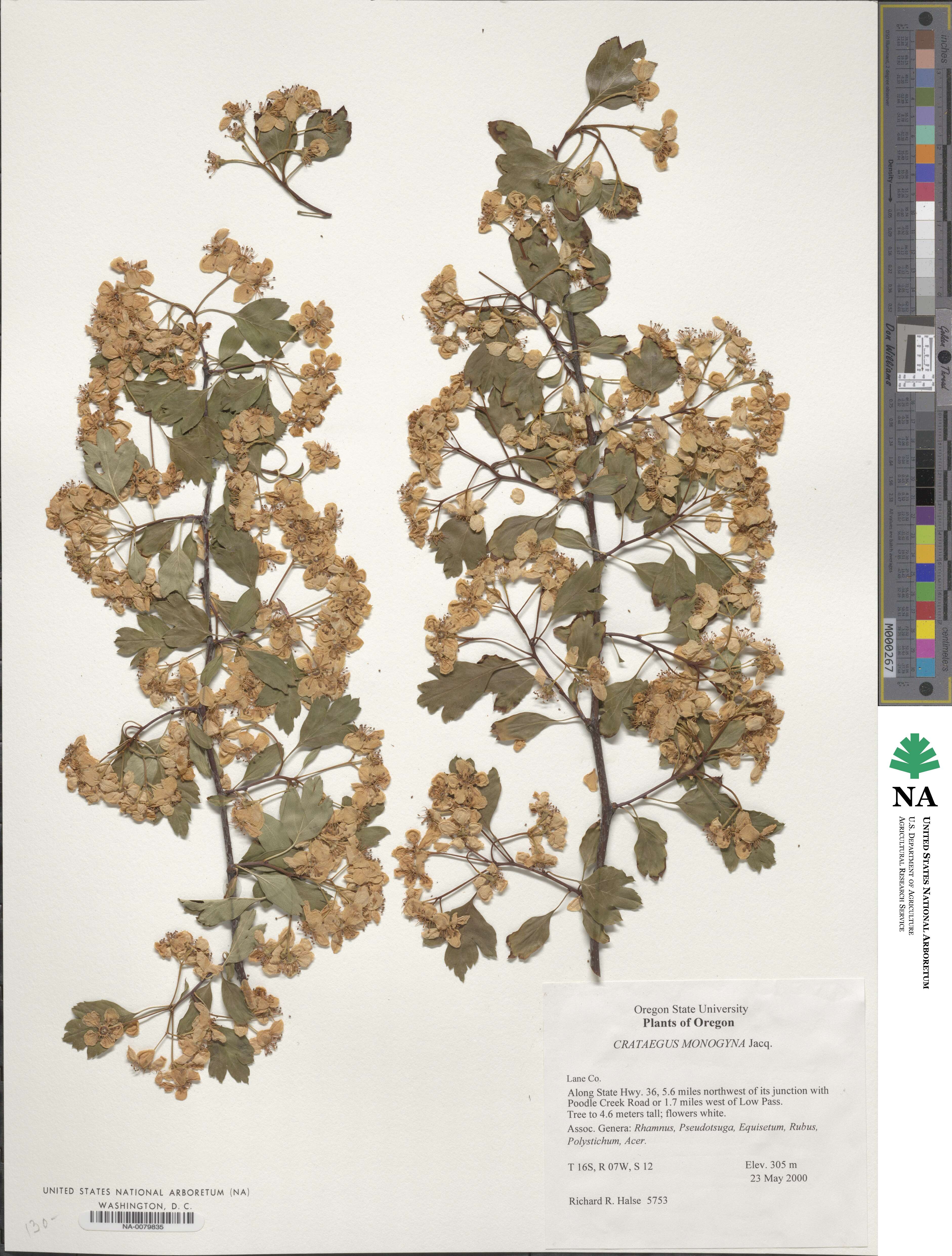 Crataegus monogyna image