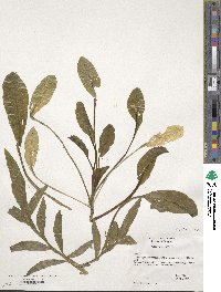 Valeriana phu image