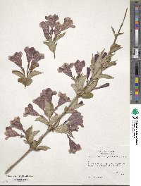 Weigela floribunda image