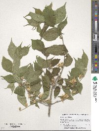 Lonicera maackii image