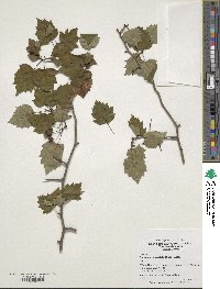 Crataegus flabellata image