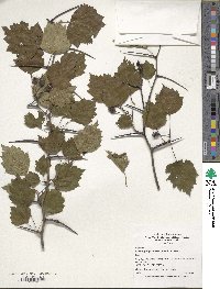 Crataegus pruinosa image