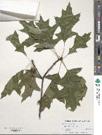 Quercus palustris image