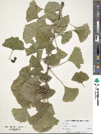 Ginkgo biloba image