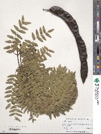 Gleditsia triacanthos image