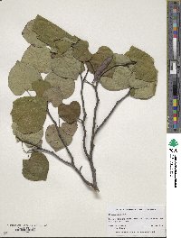 Cercis siliquastrum image