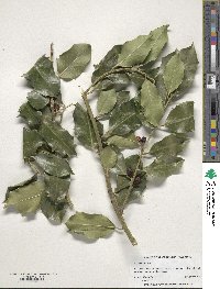 Ilex aquifolium image