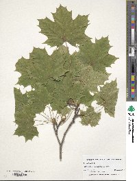 Acer platanoides image