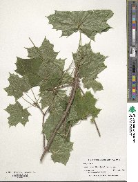 Acer platanoides image