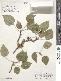 Pyrus calleryana image