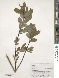 Salix caprea image