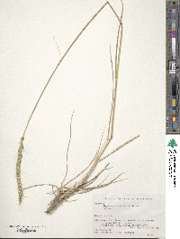 Elymus dahuricus image