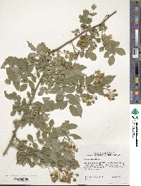 Rosa multiflora image