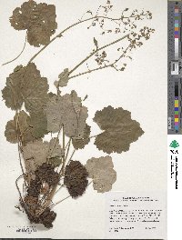 Heuchera americana image