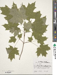 Acer saccharum image