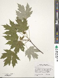 Acer saccharum subsp. saccharum image