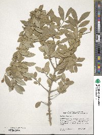 Ligustrum obtusifolium image