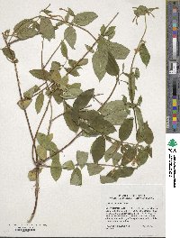 Lonicera japonica image