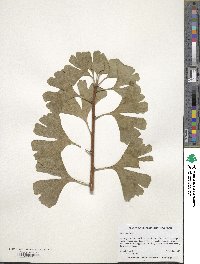 Ginkgo biloba image