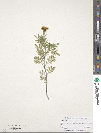 Tagetes erecta image