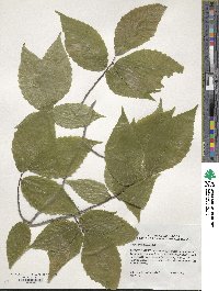 Fagus grandifolia image