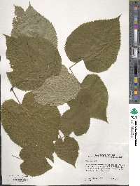 Tilia americana image