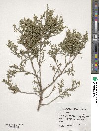 Juniperus virginiana image