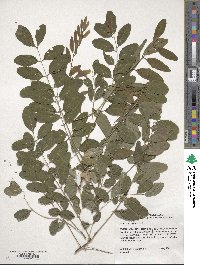 Robinia pseudoacacia image