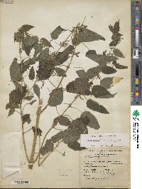 Urtica gracilis subsp. gracilis image