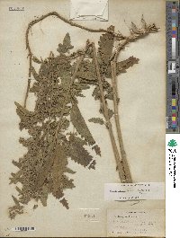 Urtica gracilis subsp. holosericea image