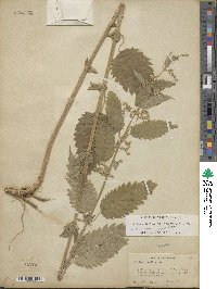 Urtica gracilis subsp. holosericea image