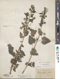 Image of Urtica pilulifera