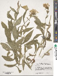 Phlox paniculata image