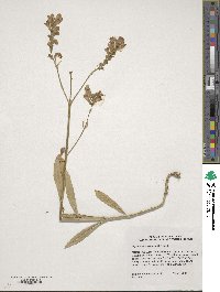 Image of Physostegia virginiana