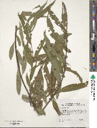 Salix nigra image