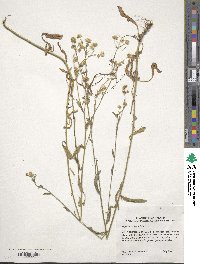 Erigeron strigosus image