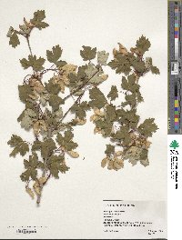 Acer glabrum image