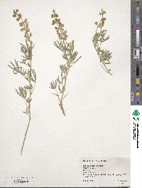 Image of Lupinus argenteus