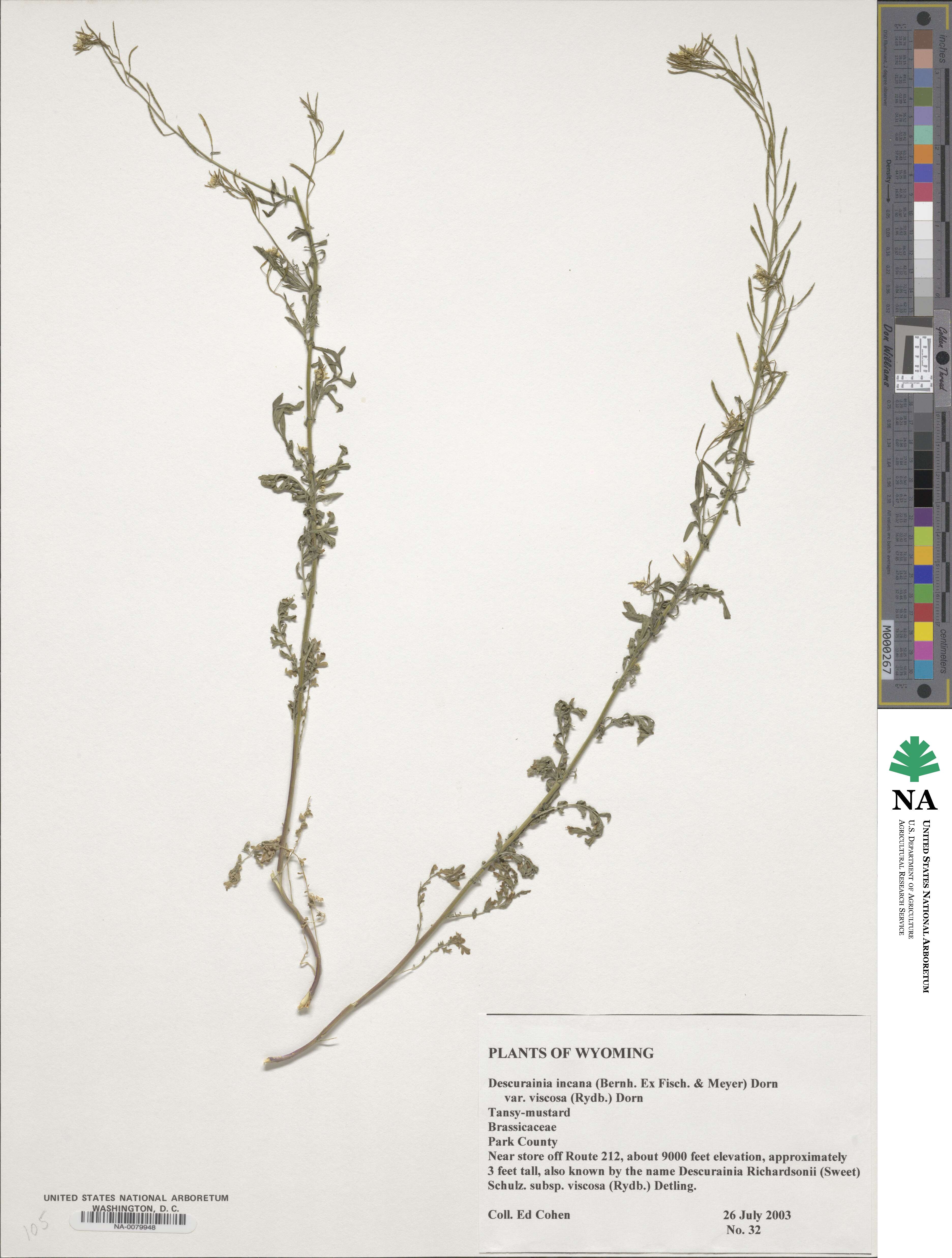 Descurainia incana var. viscosa image