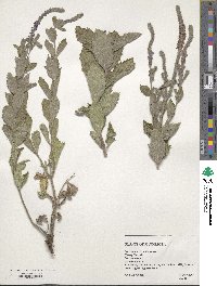 Verbena stricta image