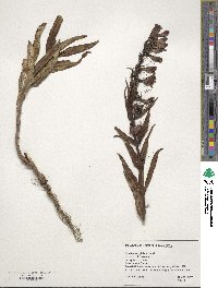 Penstemon glaber image