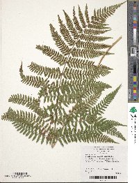 Dryopteris erythrosora image