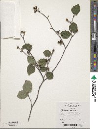 Corylopsis pauciflora image